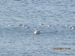 G�nderen:Galeri Hikmet Bagdatli - Detay: Amasra - Tarih: 12/17/2011 - Hit: 66