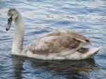 G�nderen:Galeri Hikmet Bagdatli - Detay: Amasra - Tarih: 1/3/2012 - Hit: 27