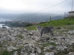 G�nderen:GaleriHikmet Bagdatli - Detay: AMASRA - Tarih: 6/19/2009 - Hit: 93